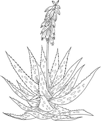 Aloe Vera Coloring Page